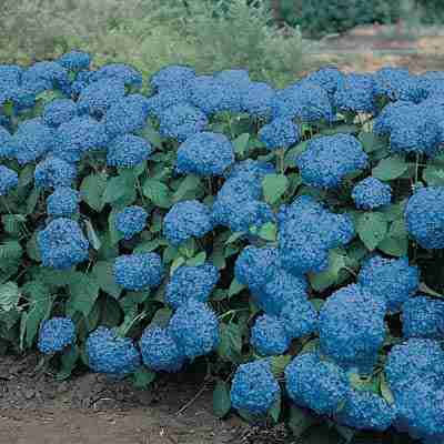 True-Blue Hydrangea