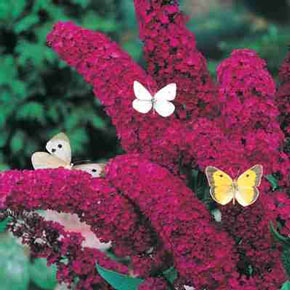 Red Butterfly Bush