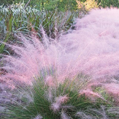 Pink Muhly Grass | Direct Gardening