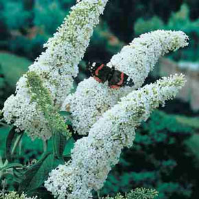 White Butterfly Bush