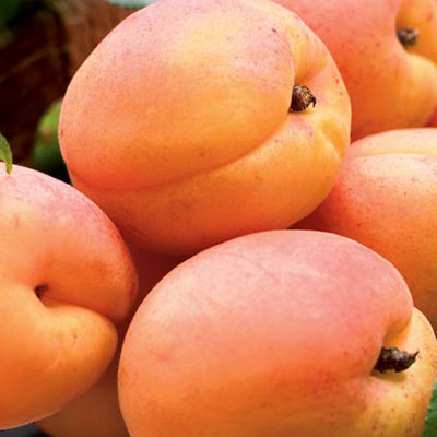 Moorpark Standard Apricot