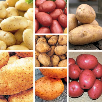 Potato Sampler Collection