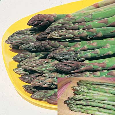 Jersey Asparagus Collection