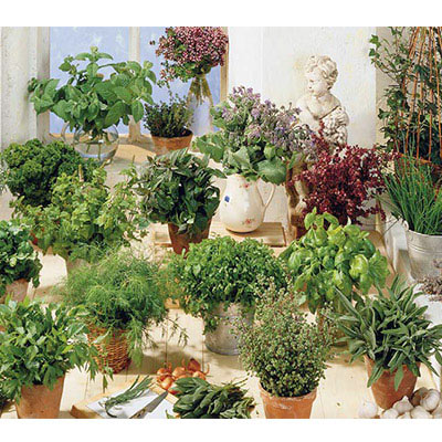Herb Garden Collection, 24 pkts