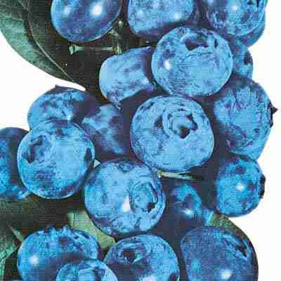 Blueberry Bargains