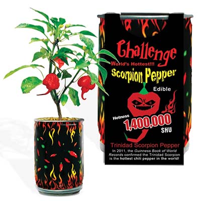 Trinidad Scorpion Pepper Plant