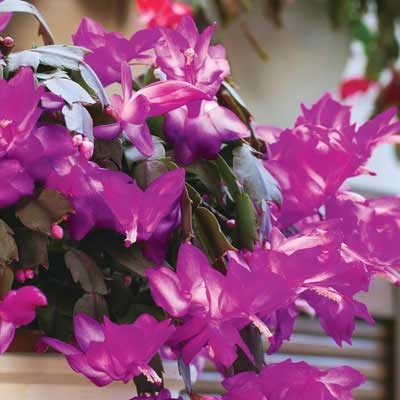 Lavender Holiday Cactus