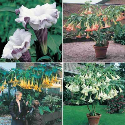 Angel Trumpet Collection