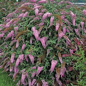Pink Cascade Butterfly Bush