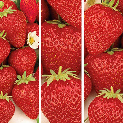 Bargain Strawberry Collection