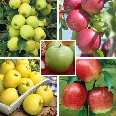 Standard Apple Orchard