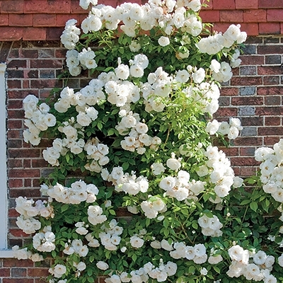 Thornless Climbing White Rose