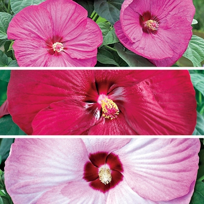 Hardy Patio Hibiscus Collection