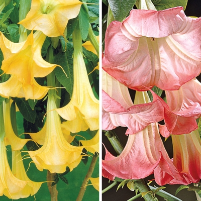 Angel Trumpet Collection