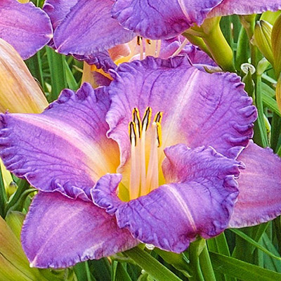 Reblooming Big Daylilies Collection