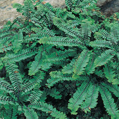 Fern Collection