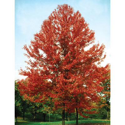 Autumn Blaze Maple Tree