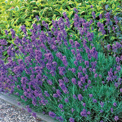 Essence Purple Lavender