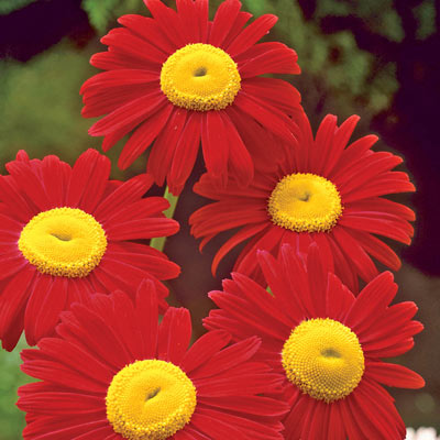 Red Painted Daisy