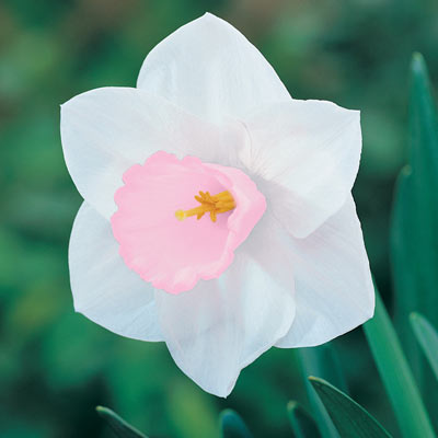 Pink Giant Daffodil