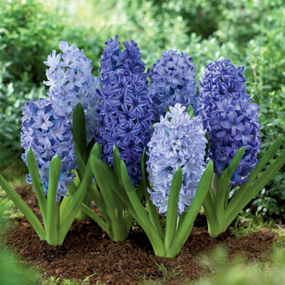 Blue Hyacinth Mixture