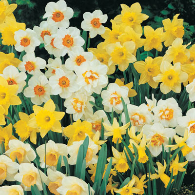 Extra Large Flowering Narcissus Assortment