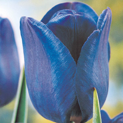 Blue Lagoon Tulip