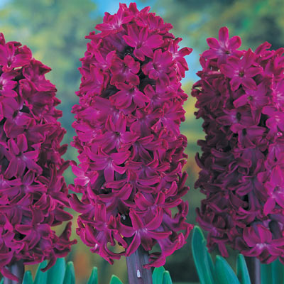 Hyacinth Collection