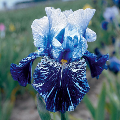 Colorful Iris Collection