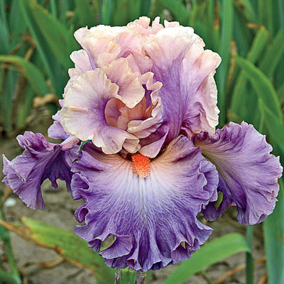 Colorful Iris Collection