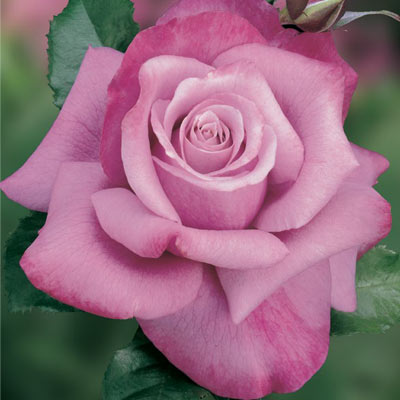 Barbra Streisand Tree Rose