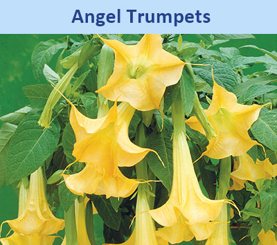 Angel Trumpets