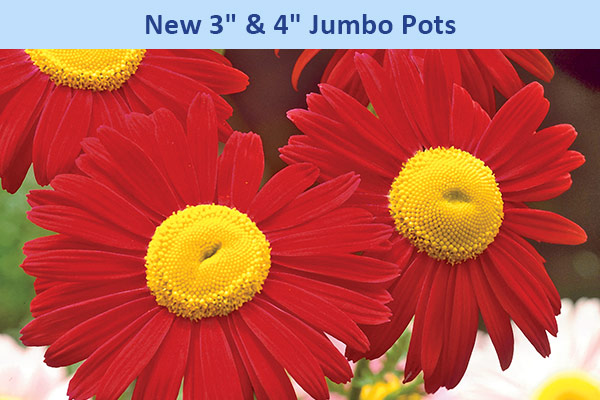 New 3 inch & 4 inch Jumbo Pots