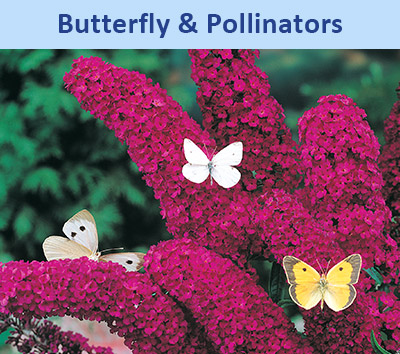 Butterfly & Pollinators