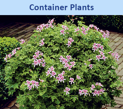 Container Plants