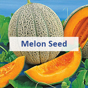 Melon-Seed