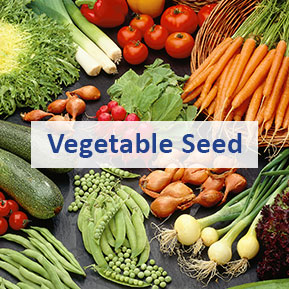 Vegetable-Seed