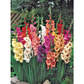 Rainbow Bouquet  Gladiolus Mixture