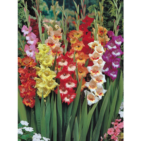 Butterfly Gladiolus Mixture