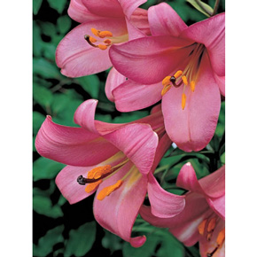 Pink Perfection Jumbo Trumpet Lily