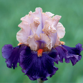 Petalpalooza Iris