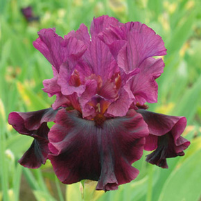 Silken Trim Iris