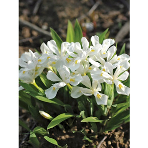 Tennessee White Iris