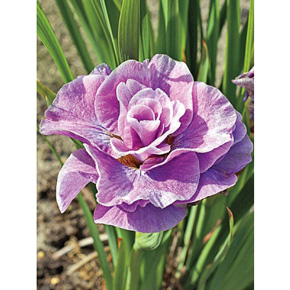 Pink Parfait Iris