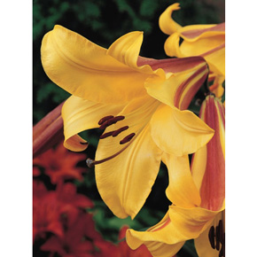 Golden Splendor Jumbo Trumpet Lily