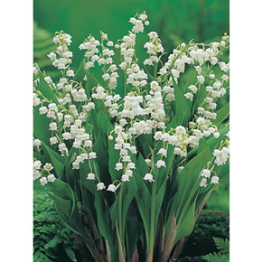 Lily-of-the-Valley Estate Quantities