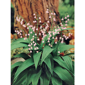 Pink Lily-of-the-Valley