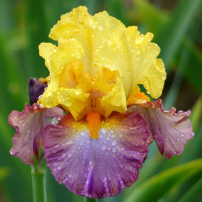 Enthralled Iris
