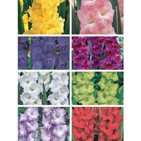 Super Gladiolus Collection