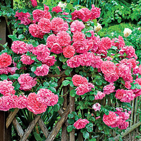 Fragrant Climbing Rose Collection